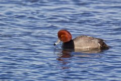 Redhead, Aythya americana