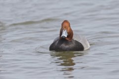 Redhead, Aythya americana