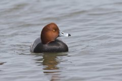 Redhead, Aythya americana