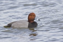Redhead, Aythya americana