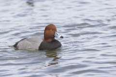 Redhead, Aythya americana