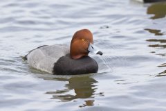 Redhead, Aythya americana