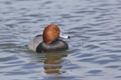Redhead, Aythya americana