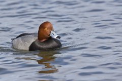 Redhead, Aythya americana