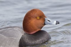 Redhead, Aythya americana