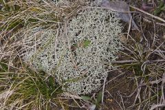 Reindeer Moss