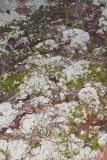 Reindeer Moss, Cladonia rangiferina