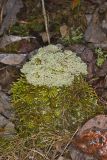 Reindeer Moss, Cladonia rangiferina