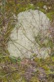 Reindeer Moss, Cladonia rangiferina