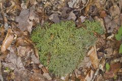 Reindeer Moss, Cladonia rangiferina