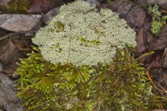 Reindeer Moss, Cladonia rangiferina