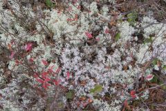 Reindeer Moss, Cladonia rangiferina