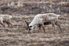 Reindeer, Rangifer tarandus