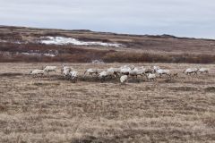 Reindeer, Rangifer tarandus