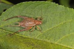 Restless Bush Cricket