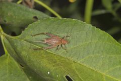 Restless Bush Cricket, hapithus agitator