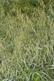 Rice Cutgrass, Leersia oryzoides