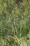 Rice Cutgrass, Leersia oryzoides