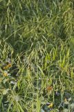 Rice Cutgrass, Leersia oryzoides