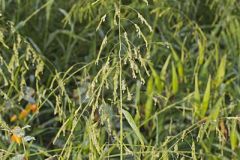 Rice Cutgrass