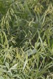 Rice Cutgrass, Leersia oryzoides