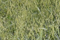 Rice Cutgrass, Leersia oryzoides