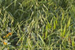 Rice Cutgrass, Leersia oryzoides