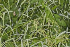 Rice Cutgrass, Leersia oryzoides