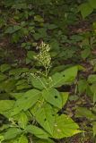 Richweed, Collinsonia canadensis