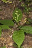 Richweed, Collinsonia canadensis
