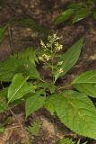 Richweed, Collinsonia canadensis