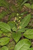 Richweed, Collinsonia canadensis