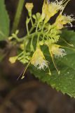 Richweed, Collinsonia canadensis