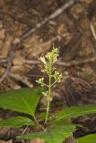 Richweed, Collinsonia canadensis