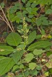 Richweed, Collinsonia canadensis