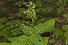 Richweed, Collinsonia canadensis