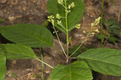 Richweed, Collinsonia canadensis