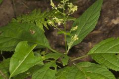 Richweed, Collinsonia canadensis