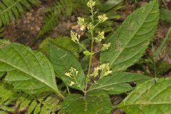Richweed, Collinsonia canadensis