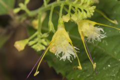 Richweed, Collinsonia canadensis