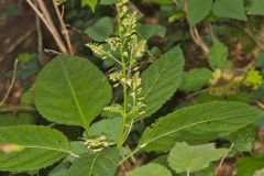 Richweed, Collinsonia canadensis