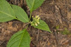 Richweed, Collinsonia canadensis