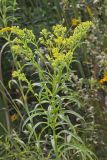 Riddell's Goldenrod, Solidago riddellii
