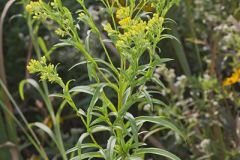 Riddell's Goldenrod
