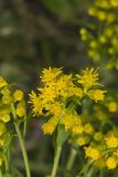 Riddell's Goldenrod, Solidago riddellii