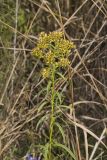Riddell's Goldenrod, Solidago riddellii