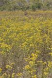 Riddell's Goldenrod, Solidago riddellii