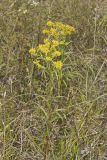 Riddell's Goldenrod, Solidago riddellii