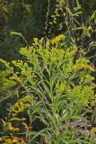 Riddell's Goldenrod, Solidago riddellii