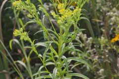 Riddell's Goldenrod, Solidago riddellii Riddell's Goldenrod, Solidago riddellii